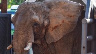 Murió Pupy, la elefanta que había sido trasladada del Ecoparque a un santuario en Brasil