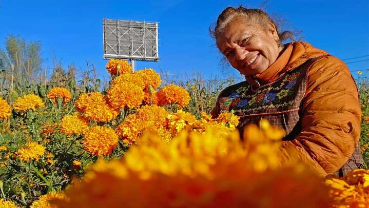 Cempasúchil agro orgánica; así es la producción por Día de Muertos en Puebla