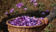 Meet Shopian’s progressive farmer growing indoor, outdoor Saffron