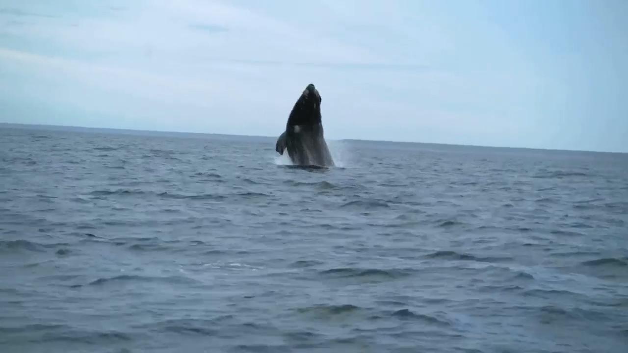 Southern right whales awe admirers in Patagonia after coming back from brink of extinction