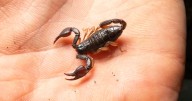 Scorpion-topped Potato Patch fries? Kennywood to host spine