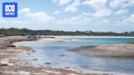 Community saves endangered tropical sea turtle that washed up on Esperance beach