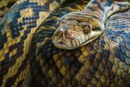 What? New York Woman Feels Snake Slither Up Her Leg While Driving In Hudson Valley