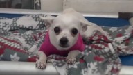 Crying Chihuahua’s Video Sparks A Last-Minute Rescue From Overcrowded Missouri Shelter