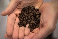 Coffee gets costlier as climate change threatens crops