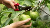 Telangana horticultural university recommends raising cultivation of fruits, veggies