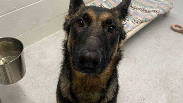 Nanaimo man charged with animal abuse