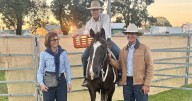 Hamish Sylvester riding Superman wins Singleton campdraft cut