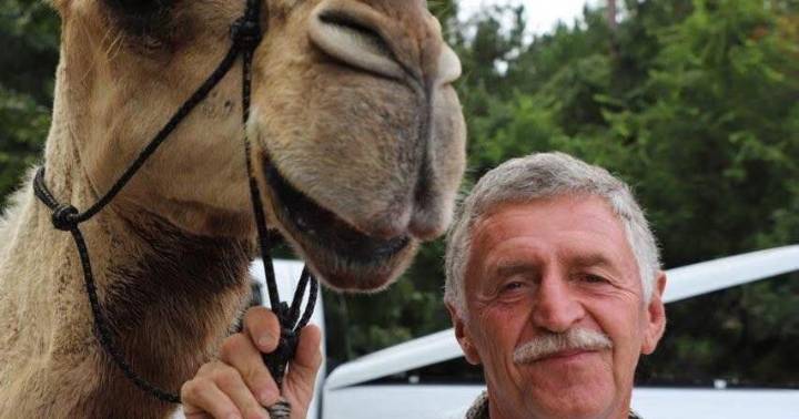 Beloved community camel has died