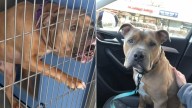 Illinois Dog Spends 1,100 Days In Shelter, Then Makes His First Friend And Begins To Heal
