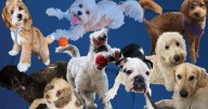 Oct. 13-19: Here is this week's Dog Walking Forecast photo gallery!