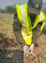 Gendarmes rescatan una cría de oso melero que huía de la zona afectada por los incendios forestales en Orán