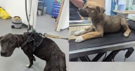 Middlesbrough man beat dogs after feeling 'nothing but hatred towards them'