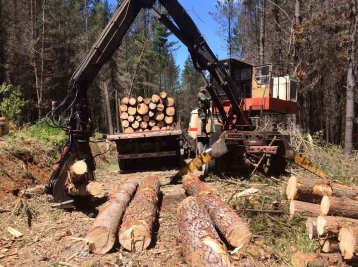 Menos delitos y problemas de empleo: el impacto económico tras la caída del robo de madera