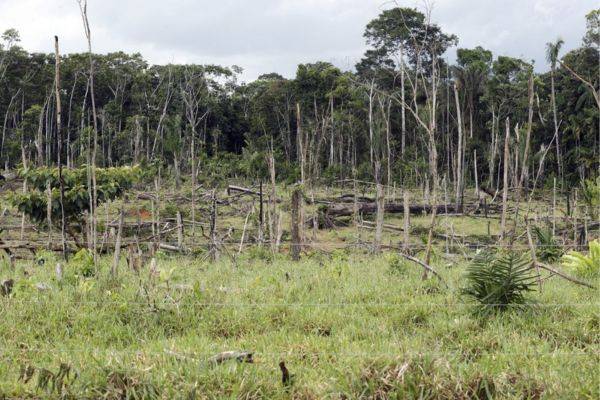El experimento agrícola que quiere devolver el verde a la Amazonía deforestada
