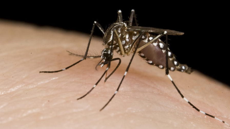 Local Man Blames His Narrow Mind on the Zika Virus