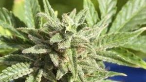 Is it legal to use marijuana in public under Michigan law?