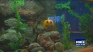 Scarium at the Aquarium Brings Halloween Under the Sea