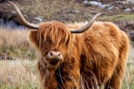 Bride's Mom Hospitalized After Freak Cow Accident at Wedding