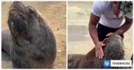 Ben, el lobo marino chileno que conquistó a un pescadero venezolano y ahora es su "mascota"