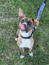 Meet Trouble from SWH