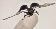 Photographing the Microscopic: Winners of Nikon Small World 2025