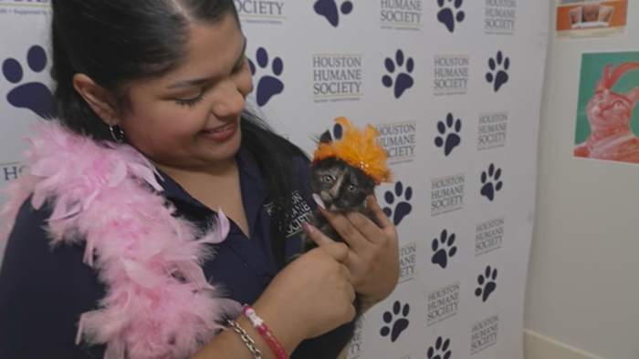 Houston Humane Society hosting Taylor Swift-themed cat adoption event