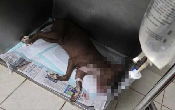 Le aplican eutanasia a pitbull víctima de maltrato en la Chaveña