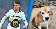 “Viva o muerta”: Aaron Ramsey busca a su perrita con una recompensa mayor a los 100 mil pesos