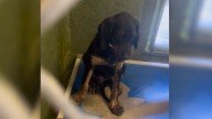 Scared Puppy With A Painful Past Couldn’t Stop Shaking Until A California Hero Stepped In
