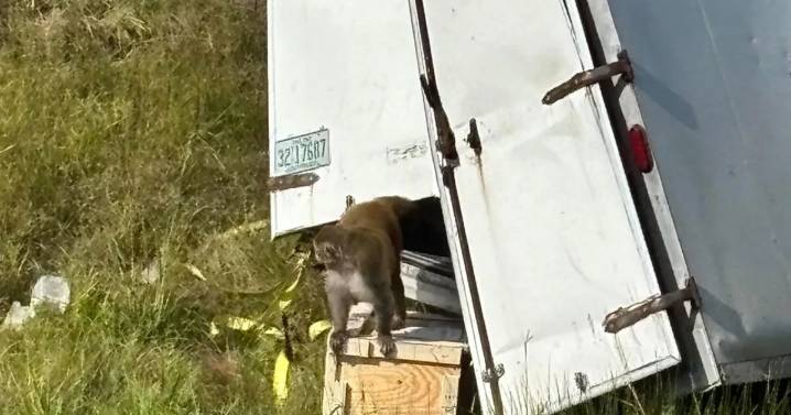 ¡Alerta en Mississippi! Camión con monos infectados volcó; uno se escapó en EU