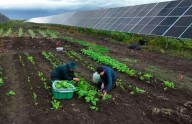 Esta granja solar en Alaska ofrece algo extra: comida gratis