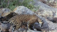 La población de jaguar creció un 10 por ciento en Sinaloa, revela censo