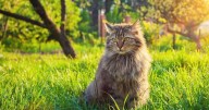 Cinco personas capturadas por maltrato animal en lo que va del 2025 en Neiva