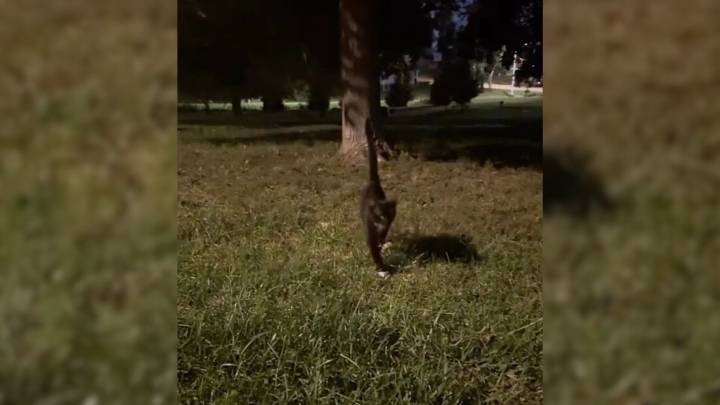 Sniffing A Bag On A Trail Turns Into A Surprise Rescue For This Kitten From Nebraska