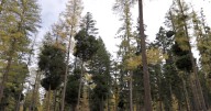 Inside the witches' broom: The tree infection catching Montana conifers