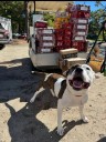 Community floods AHS Lacey with donations after urgent animal food plea