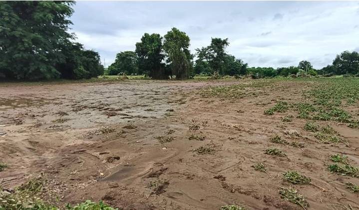 Soybean farmers in Nirmal, Adilabad count losses as rains damage crop