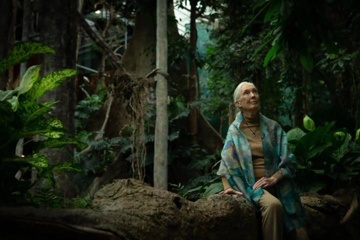 Murió la etóloga Jane Goodall, una vida dedicada a los chimpancés