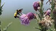Un muerto y varios lesionados deja ataque de abejas en Oaxaca