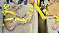 Michigan Rescuers Save Deer Trapped Between Concrete Barriers on Oakland County Highway