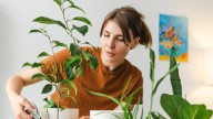 For The Best Chance Of Success, This Is The Type Of Fruit Tree You Should Grow Indoors