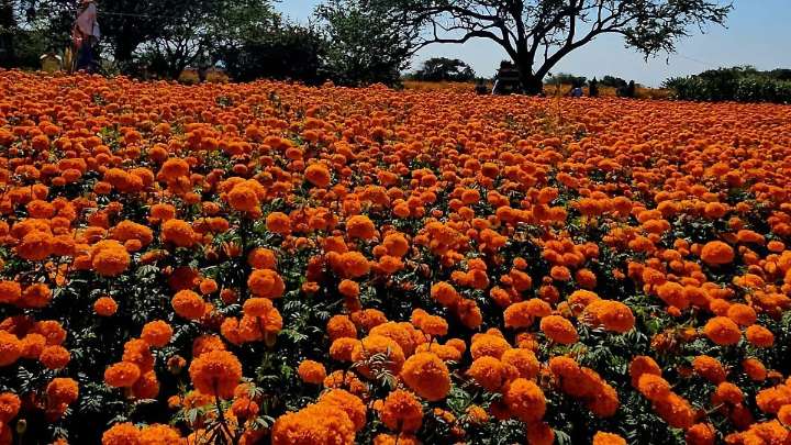 Productores de Amayuca se preparan para la temporada de ofrendas 2025