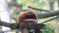 Here's what to know about Binder Park Zoo's season ending