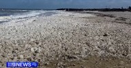 $1.1 million hotline launched to combat disinformation about SA algal bloom