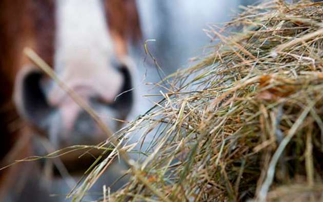Types of forage: which is right for your horse?