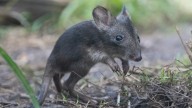 Adorable potoroo joey spotted outside pouch for first time