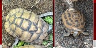 ISP seeking help locating endangered tortoises stolen from Indianapolis Zoo