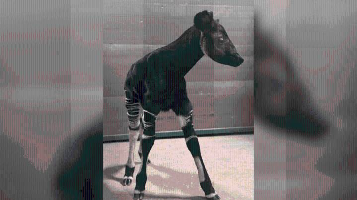 Sacramento Zoo announces first birth of okapi in zoo's history