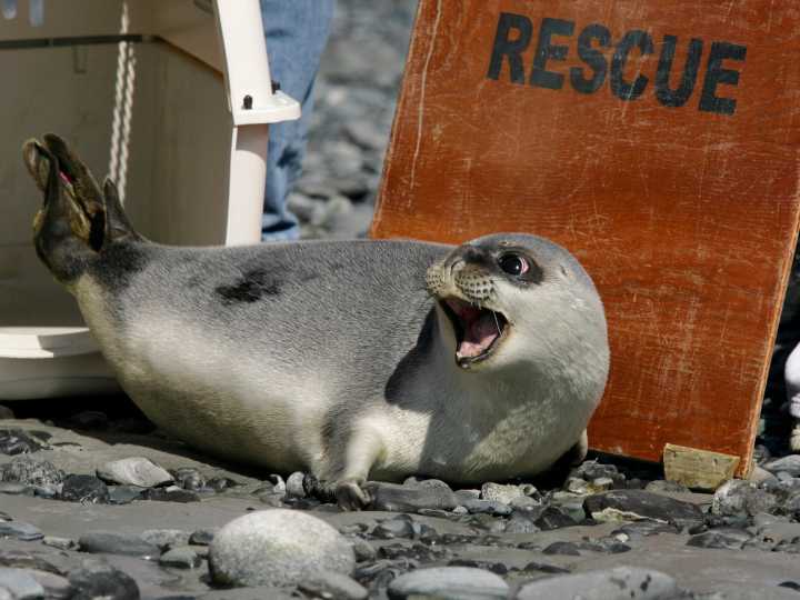 Alarma por las focas del Ártico: oficialmente están en peligro de extinción según la última lista roja de especies amenazadas